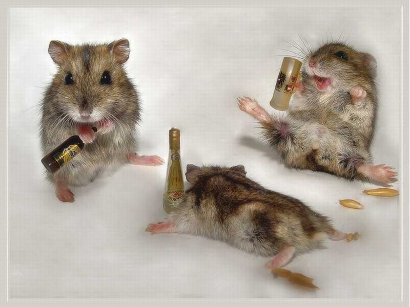 krecci-party.jpg